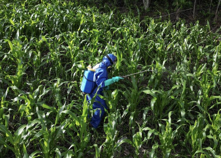 MAG protege más de 1,500 mz de cultivos de maíz con fumigación