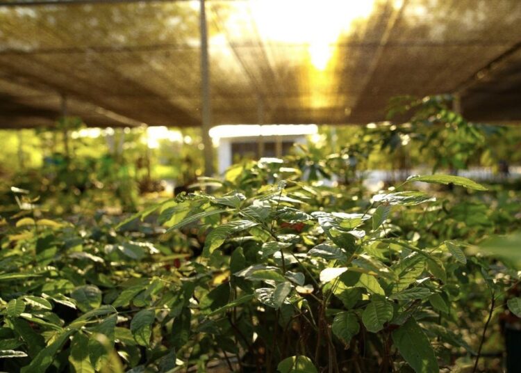 Realizan segunda entrega de árboles como parte del programa de compensación ambiental