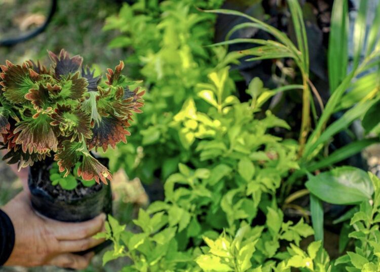 MAG entrega 21,000 árboles a pequeños productores en las cordilleras de Chinchontepec