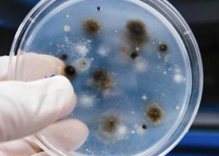 Descubren hongos que comen plástico como si fuera madera