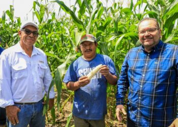 MAG verifica el buen desarrollo de los cultivos de maíz en el cantón San Felipe