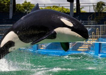 Muere la orca Lolita tras más de cinco décadas de cautiverio en un acuario estadounidense