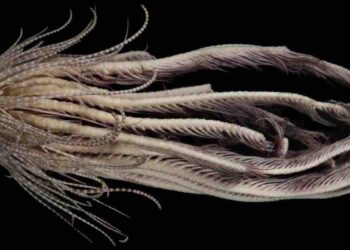 Descubrieron cerca de la Antártida una nueva criatura marina con 20 brazos