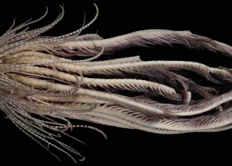 Descubrieron cerca de la Antártida una nueva criatura marina con 20 brazos