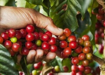 Diputados crean Instituto Salvadoreño del Café para fomentar el cultivo del grano en el país