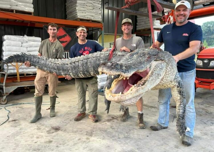 Gigantesco cocodrilo capturado en río de Mississippi implanta nuevo récord estatal