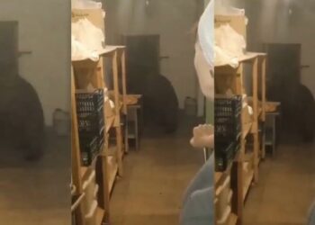 (VIDEO) Un oso entra a una panadería y devora 125 empanadas