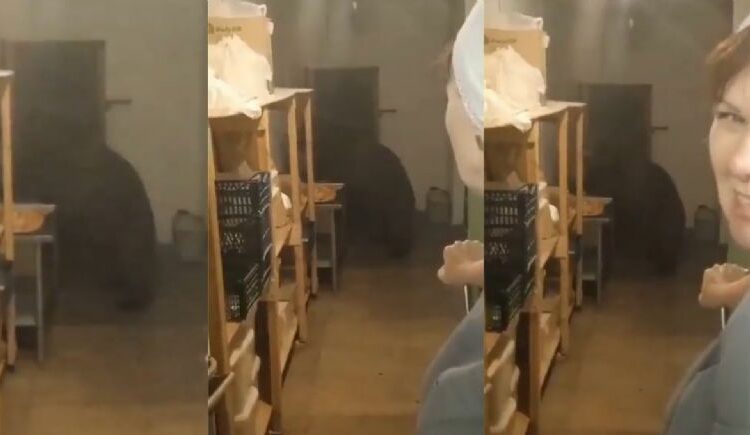 (VIDEO) Un oso entra a una panadería y devora 125 empanadas