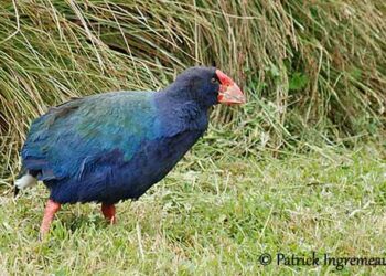 Un ave «prehistórica» que se creía extinta regresa a su hábitat en Nueva Zelanda