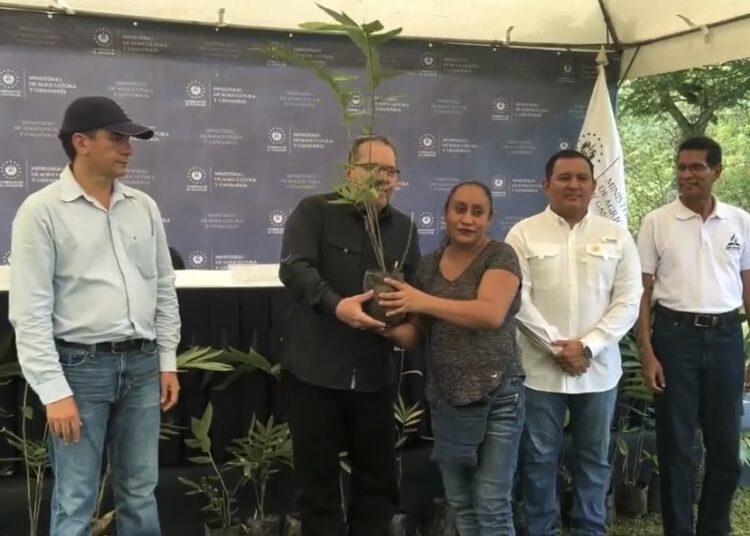MAG destacó esfuerzos del Programa Nacional de Bambú para la protección de terrenos