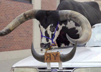 (VIDEO) Detienen a un hombre por llevar a un gran toro en el asiento de copiloto