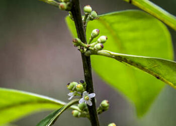 Hallan en un bosque de Brasil un árbol «perdido» hace casi 200 años