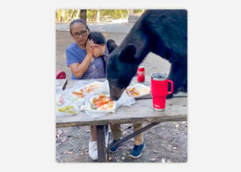 (VIDEO) Un oso arrasa con la comida de una familia que disfrutaba en un parque en México