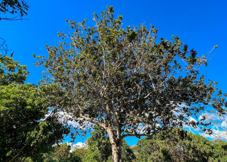 Descubren una nueva especie de árbol en El Salvador