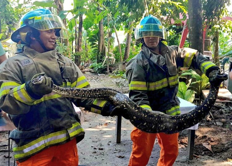 Bomberos desalojaron una serpiente de dos metros en una vivienda