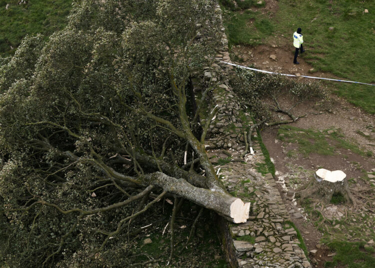 Tristeza en el Reino Unido por la tala del emblemático “árbol de Robin Hood”