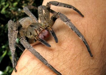 El veneno de la araña bananera de Brasil podría ayudar a tratar la disfunción eréctil