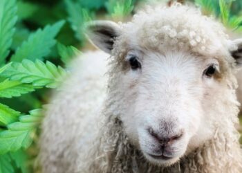 Rebaño de ovejas se come casi 300 kilos de marihuana de una plantación en Grecia