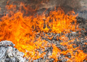 Autoridades destruyen droga valorada en más de $100,000