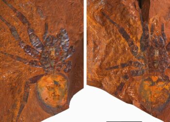 Encuentran un fósil de un nuevo género de araña de hasta 16 millones de años de antigüedad