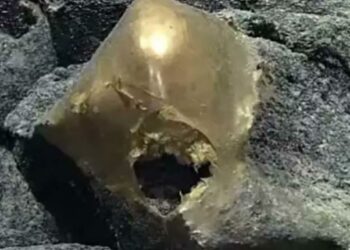 Científicos estudian un misterioso “huevo dorado” descubierto en las profundidades del Océano Pacífico