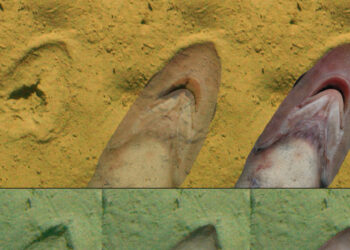 Descifran el posible origen de unas misteriosas marcas en el fondo del mar de Nueva Zelanda