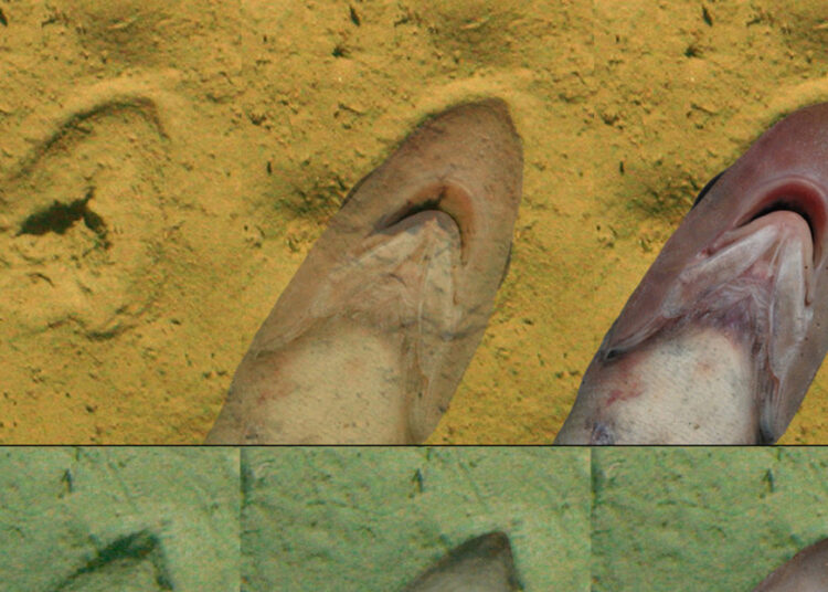 Descifran el posible origen de unas misteriosas marcas en el fondo del mar de Nueva Zelanda