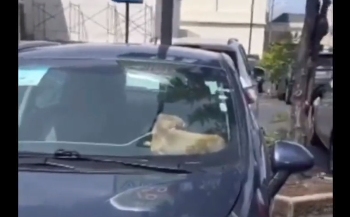 PNC captura a hombre que dejó a su mascota encerrada en un carro en el parqueo de un centro comercial