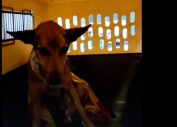 Policía captura a un hombre que hirió de gravedad con un machete a un perrito en Sensuntepeque