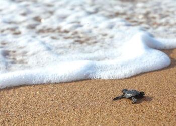 Autoridades inspeccionan playas para proteger a las tortugas marinas
