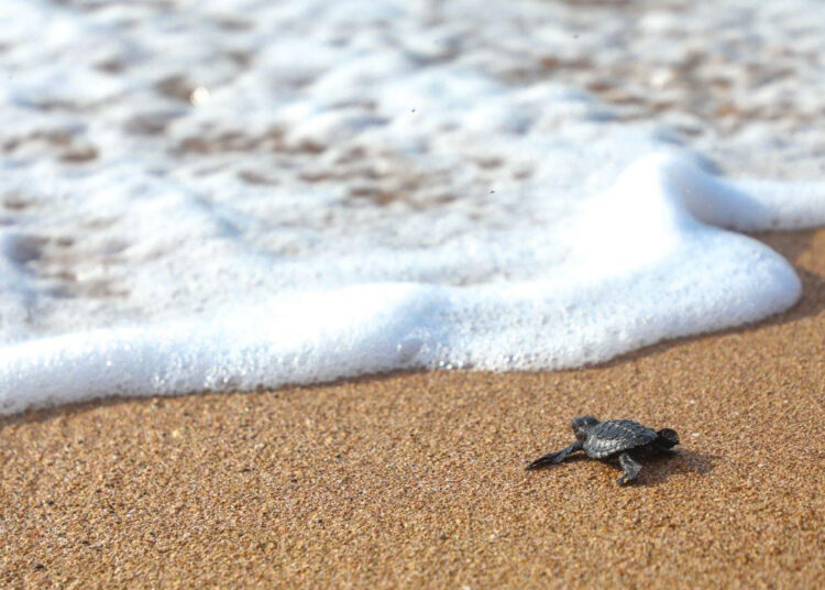 Autoridades inspeccionan playas para proteger a las tortugas marinas