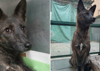 Descubren en Brasil el primer híbrido de perro y zorro del mundo