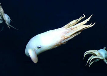 (VIDEO) Filman a gran profundidad raras imágenes de un pulpo de aspecto fantasmal