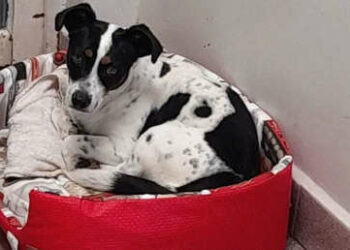 Jueza en Brasil acepta la demanda de un perro contra su dueño por daños morales