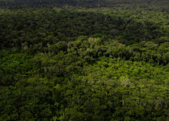 Más de 10.000 yacimientos arqueológicos precolombinos se ocultan en la selva amazónica