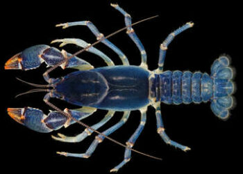 Descubren accidentalmente una nueva especie de cangrejo azul en EE.UU.
