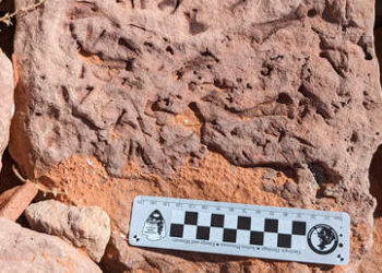 Hallan fósiles «extremadamente raros» de vertebrados en las orillas de un lago en EE.UU.