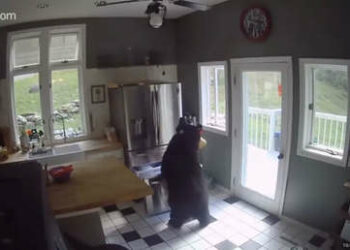 (VIDEO) Un oso irrumpe en una casa en EE.UU. y roba lasaña del congelador