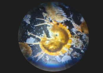 Sorprendente hallazgo en un antiguo refugio de aguas termales de los gobernantes incas