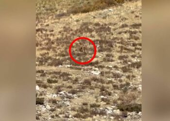 Explican el video de una pareja que dice haber visto y grabado a Pie Grande en EE.UU.