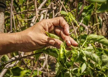 Hogares de productores agropecuarios aumentan sus conocimientos a través del MAG