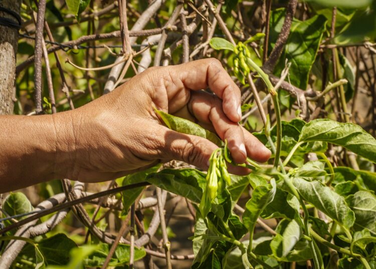 Hogares de productores agropecuarios aumentan sus conocimientos a través del MAG