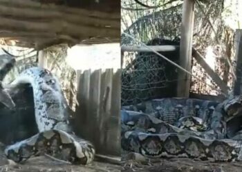 (VIDEO) Impresionante pitón reticulada gigante es captada en la India