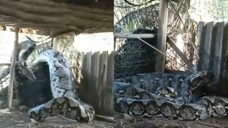 (VIDEO) Impresionante pitón reticulada gigante es captada en la India