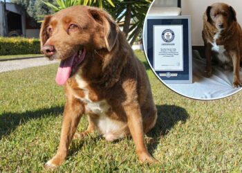 Murió Bobi, el perro más longevo del mundo