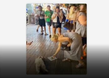 (VIDEO) Una gata recibe dinero por descansar en la calle en Turquía