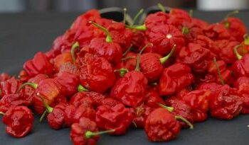 (VIDEO) Un hombre come 50 chiles Segador de Carolina en un tiempo récord