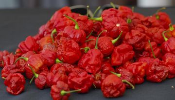 (VIDEO) Un hombre come 50 chiles Segador de Carolina en un tiempo récord