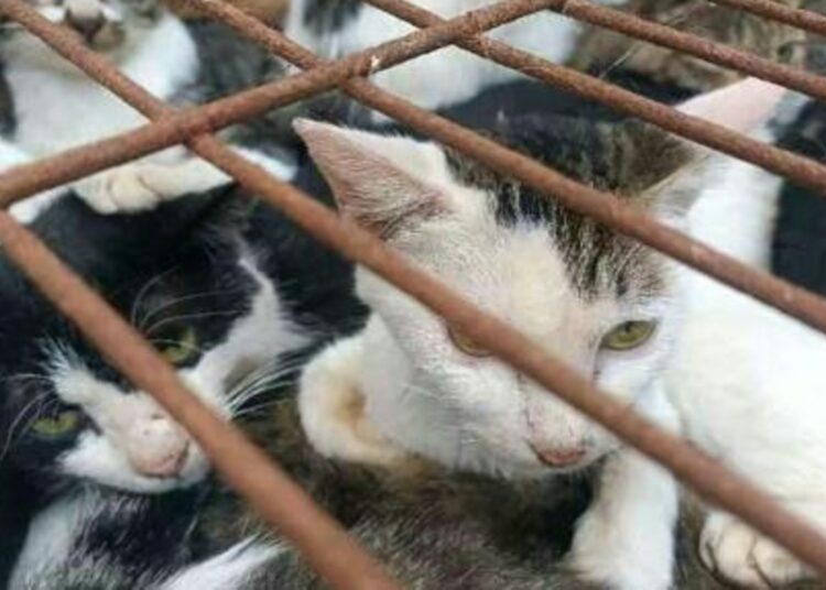 La Policía china rescata a mil gatos que llevaban a un matadero