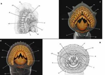 Desentierran grandes fósiles de depredadores marinos de hace 160 millones de años y con un «aterrador aparato bucal»